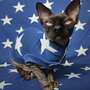 Seeing Stars  - Sleepwear-2
