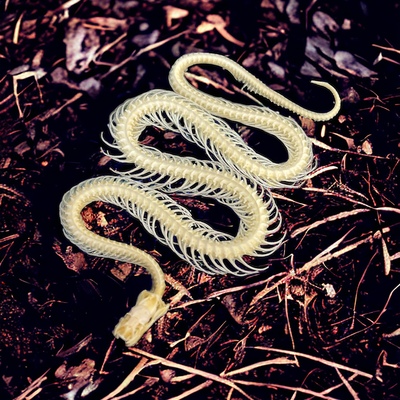 Snake skeleton