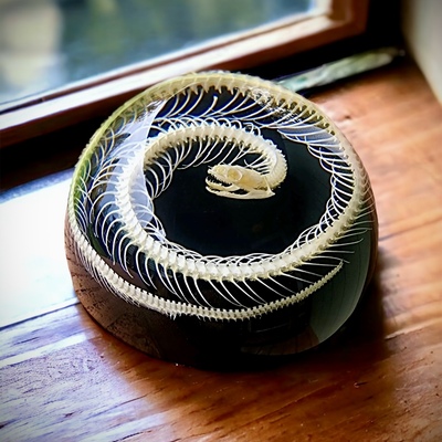 Snake skeleton clear epoxy paperweight oddity 