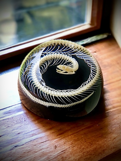 Snake Skeleton Clear Epoxy Paperweight Oddity 