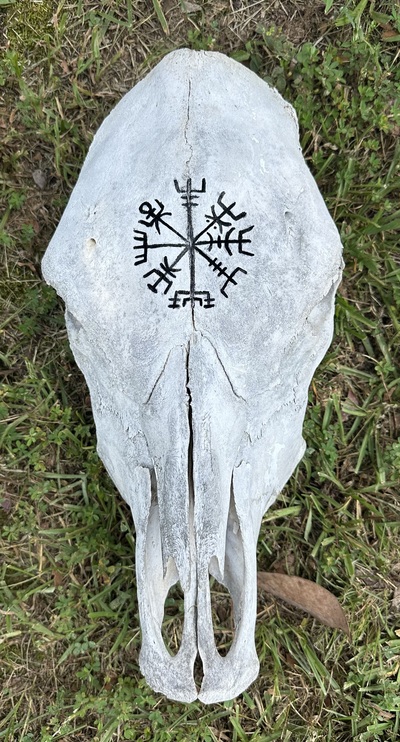 Vegvisir Cow Skull