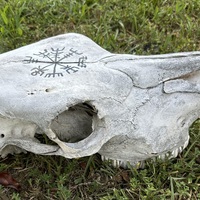 Vegvisir Cow Skull - Thumbnail 3