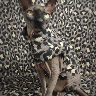 Sphynx leopard - sweaterknit - Thumbnail 1