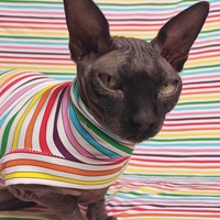Rainbow Lines - Sleepwear - Thumbnail 2