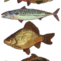 T-shirt: Fish YELLOW  - Thumbnail 3