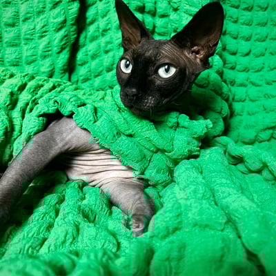 Emerald - catbumps - Thumbnail 1