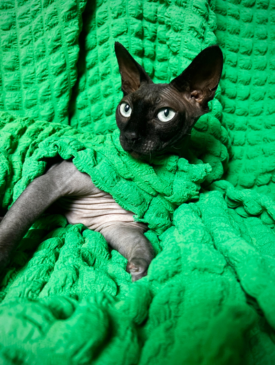 Emerald - Catbumps